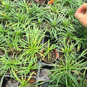 cỏ gấu mỹ cây cỏ gấu