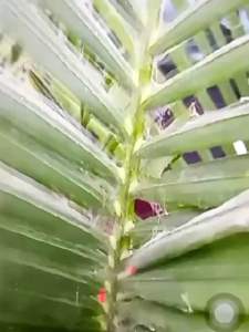 Insects RESISTANT / 园艺植物防虫片