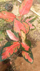 Aglonema Khocin Pink Tanaman Hias Hidup