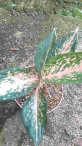 Tanaman Hias Aglonema Silver Bell