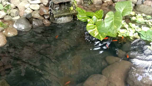 plastik geomembran ukuran lebar 4meter panjang 6meter tebal 250 Micron plastik hitam buat kolam ikan koi lele dan tambak bisa di gunakan bertahun-tahun bisa bayar ditempat