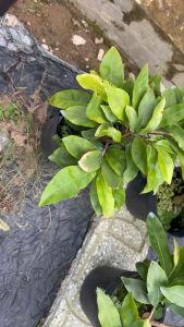 Hoa Mai Dảo Như Ý_cây ghép