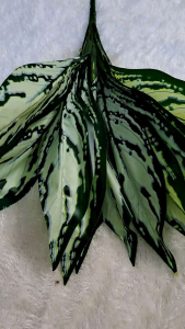 Tanaman Hias Dekorasi Daun Keladi Latex Cabang 13