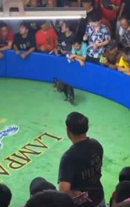 ไข่ไก่ชนมีเชื้อ(พม่าตีเชิงเงินล้าน) ทายาทเจ้าโรเบิร์ตคอกน้องเจ้าวิคเตอร์ 3.7M และ เจ้าฟ้าลั่น.น้องริชาค่าตัว4Mไม่ขาด (รับชมคลิปคอกพี่ๆเป็นแนวทางครับ)