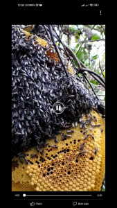 Mật Ong Rừng Nguyên Chất giá 1lít