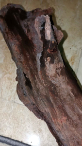 Koleksi kayu galih asem asli berat 5 kg