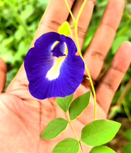 (KEMASAN PREMIUM) BIJI/BENIH BUNGA HERBAL TELANG BIRU (isi -+100 butir benih)