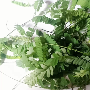 jual daun saga segar