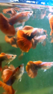 red rose tuxedo fish guppy (qualiti A) ikan