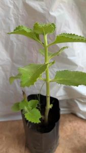 ต้นพันธุ์ใบหูเสือออแกนิก บรรจุในถุงดำ4“