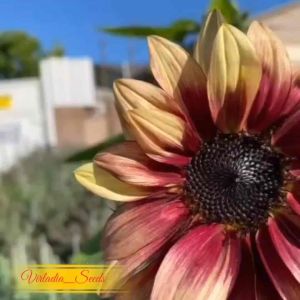 [Virladia Seeds] 10 Biji Benih Bunga Matahari Cherry Rose