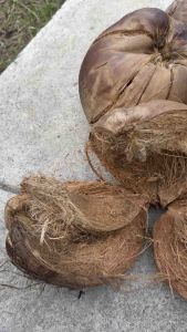 กาบมะพร้าวแบบเป็นลูกไว้ปลูกกล้วยไม้ ปลอดสารสั่งได้พร้อมส่ง