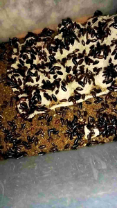 umpan pancing cer3 menjhe / keterlak batu 1 cups