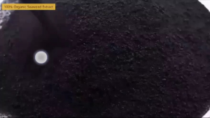 💯ผงรวมธาตุเสริมสร้างตาดอกไม้ผล💯ขยายผลสีสวย เร่งขนาด เพิ่มความหวานครบวงจรติดดอกขั้วเหนียวขยายผลอย่างมีประสิทธิภาพใช้ได้ทั้งไม้ดอกไม้ผลไม้ประดับพืชผักทุกชนิด