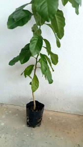 1 pokok lemon