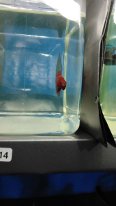 (Same as photo) RGBG Size M Betta Fish Ikan laga Show Gred