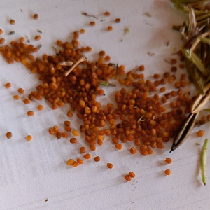 เมล็ดพันธุ์ฟ้าทะลายโจร 100เมล็ด