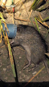 กับดักหนู ด้วงดักหนูพร้อมใช้ ใส่เหยื่อขี้ไต้คั่วหอม อัปเกรดใหม่ ท่อหนา แข็งแรง ไม่แตก ดักง่าย ใช้ทน ใช้ลวดสริง 1.2 มิลและท่อpvc2นิ้ว เน้นคุณภาพใช้ไดนาน ได้ผลดี