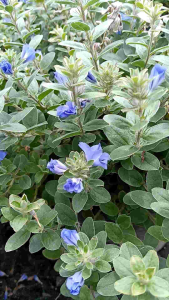 ฟ้าประดิษฐ์ กระถาง 11 นิ้ว ต้นสวยและแข็งแรง (กทม)