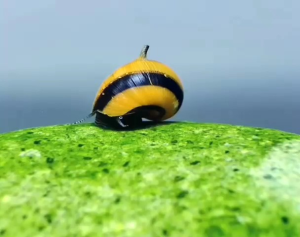 Keong Bumblebe 10E: Pembersih Akuarium yang Efektif