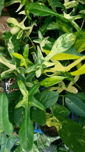 ฟิโลเดนดรอนก้ามกุ้งด่าง Philodendron florida beauty  คัดสวย ส่งพร้อมกระถาง 6นิ้ว