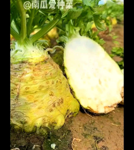 (KEMASAN PREMIUM) BIJI/BENIH ROOT CELERTY | SELEDRI UMBI IMPORT ( isi -+2000 benih)