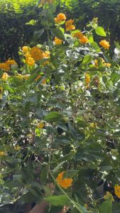 #ผกากรองเหลืองเลม่อน หรือ #เลมอนมาริโกลด์ (Lemon Marigold) เป็นไม้พุ่มขนาดเล็ก ดอกสีเหลืองสด มีกลิ่นหอมทั้งดอกและใบ. เป็นไม้ประดับที่ทนแล้งได้ดี และมีกลิ่นหอมที่ช่วยให้รู้สึกผ่อนคลาย.