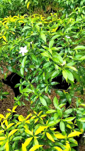 Pandacaqui Crepe Jasmine