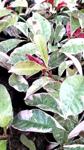 Picarra Plant/Chinese Croton