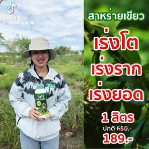 เวก้าสาหร่ายเขียว 4ลิตร(แกลอน) ฟื้นฟูสภาพต้น เปิดตาข้างใบ ตาข้างแตก