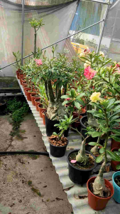 Adenium Kemboja Bonsai ID 801/富贵花