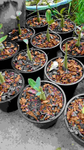 ชวนชมเพชรบ้านนา อราบิคั่ม