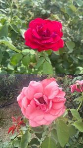 JESS名后玫瑰花瓣精华液 (110ml) JESS名后玫瑰花瓣水 (150ml) JESS Rose Petal Essence 110ml JESS Rose Petal Toner 150ml