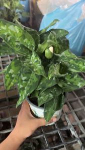 #อโกลนีม่า #เสือพรานสามสี “ Aglaonema Pictum Tricolor”  #อโกลนีม่า #เสือพรานสามสี “ Aglaonema Pictum Tricolor”หายากน่าสะสม  ต้นอะโกลนีมา เสือพรานสามสี ไม้ประดับใบสวย ลายเสือพราน ต้นแข็งแรง สูงประมาณ 25 ซม. เพียง690฿  #อโกลนีมา #เสือพรานสามสี  Aglaonema pi