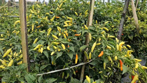 Benih Cabe Rawit Ori 212 10 gr Original 100%