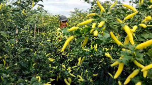 Benih cabai rawit BETARUS