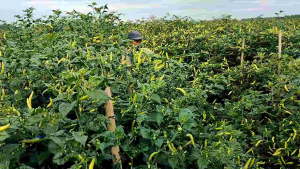 Cabe Rawit Halbaru 10 gr tahan virus: Perkiraan Keuntungan Per Panen