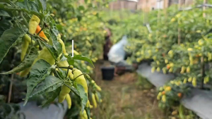 Insectisida Movento 240 SC & KMAN 100 ML: Pengendalian Serangga Efektif