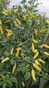 Benih cabe rawit ABAYOMI isi 10 gram halbanero