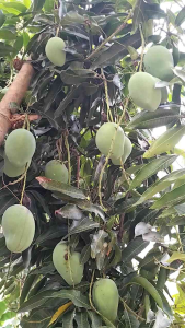 1 KG MANGGA MUDA RUJAK / MANISAN