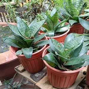 Combo 5 Cây lưỡi hổ Phong thủy