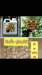#ห้วเชื้อจุลินทรีย์ตั้งต้น หัวเชื้อจุลินทรีย์น้ำมะพร้าว หัวเชื้อน้ำหมักทุกชนิด ชว่ยเร่งระยะเวลา ในน้ำหมักสิ่งต่างๆ เพิ่มประสิทธิภาพการยอ่ยสะลาย เช่นการหมักพืช ผัก ผลไม้ ปลาทะเล และอินทรีย์วัตถุอื่น ให้ใช้การได้ภายใน 7วัน ไม่ตอ้งรอเป็นเดือน เป็นปี 1.2 ลิตร