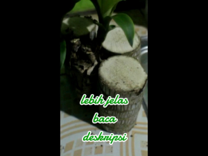bibit hanjuang belum tunas tinggi 10 cm diameter 3-7