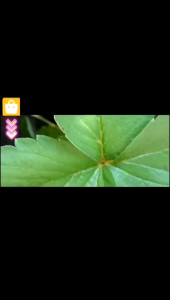 Bibit Tanaman Strawberry Jumbo California: Bibit Buah Stroberi Besar