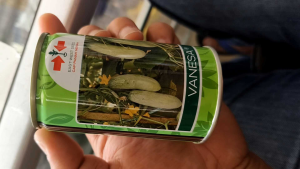 BIBIT BONTENG CAP PANAH MERAH VANESA