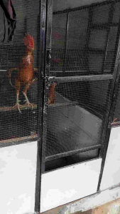 Black Pils Doping Ayam Jantan Pemacu Birahi Agresif Kawin.