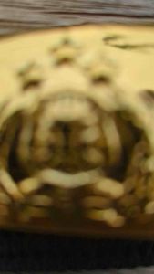 Sabuk TNI Polri / Ikat Pinggang TNI POLISI / Sabuk pdh polisi TNI / sabuk kuningan