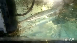 Spotted Alligator Gar 7-8inci live fish freshwater