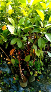 ม่วงมณีรัตน์​  ขนาดต้น​60-80​ซม.