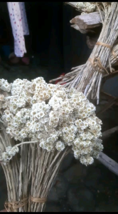 Bunga Kering Edelweis: Bunga Kering Berkualitas Tinggi untuk Dekorasi & Hadiah